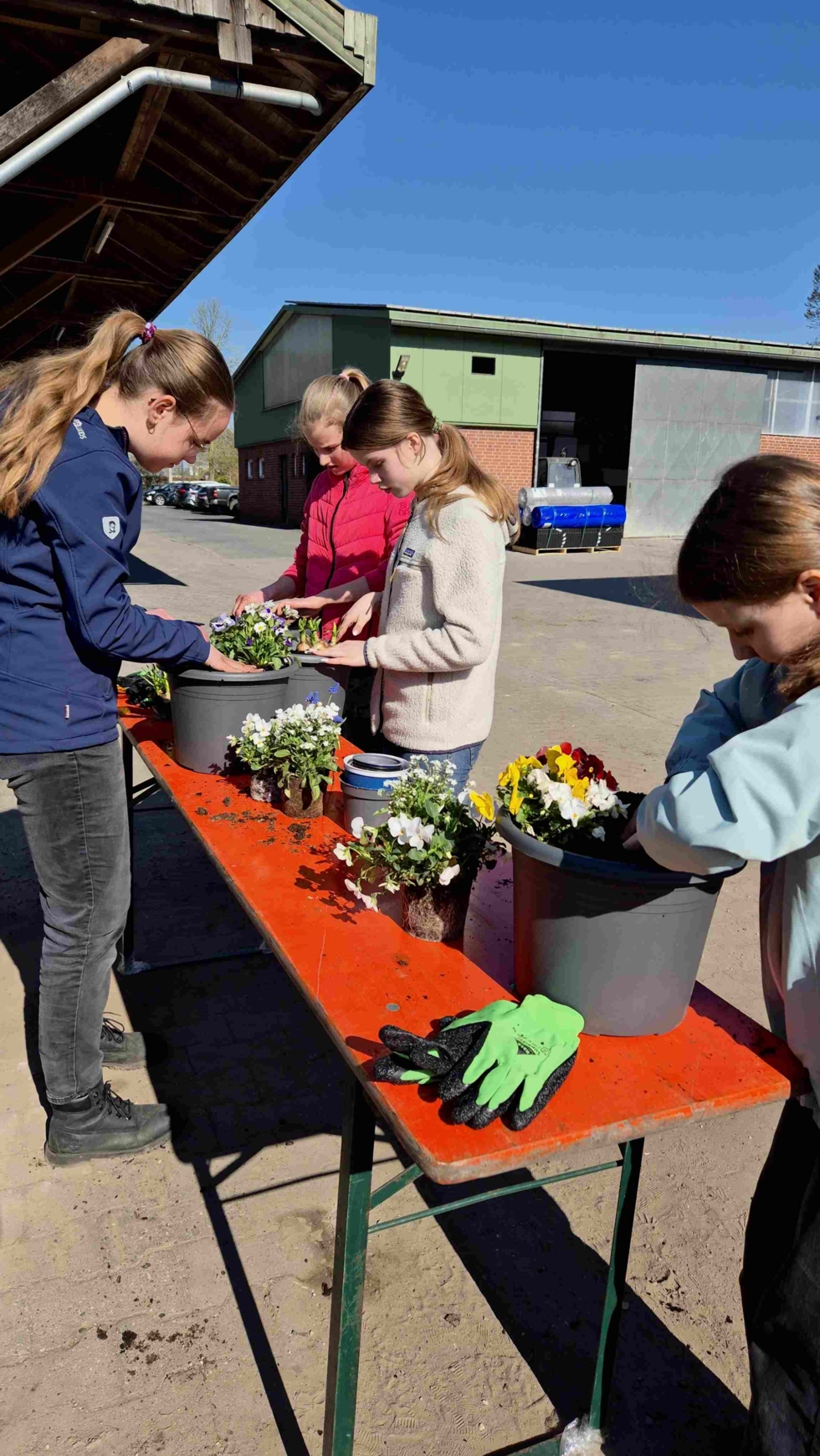 Vier Girls' Day-Teilnehmerinnen pflanzen Blumen in großen grauen Eimern auf einem roten Tisch im Freien bei sonnigem Wetter